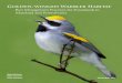 Golden-winged Warbler Habitat...Act. Golden-winged Warbler population declines are due to competition and hybridization with a close relative, the Blue-winged Warbler (Vermivora cyanoptera)