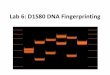 Lab 6: D1S80 DNA Fingerprinting€¦ · Lab 6: D1S80 DNA Fingerprinting . Lab Objectives •To understand how the D1S80 allele can be used to distinguish between individual human