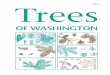 Trees - THE LAST 6,000identify the trees. To know different types of trees, keep in mind that trees have definite individual characteristics, just like different kinds of birds, cows,