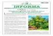 de actualidad Pimienta gorda: un cultivo para diversificar la …colprocah.com/wp-content/uploads/2017/02/FHIA-INFORMA... · 2017-02-09 · desde el suelo con tijera. La cosecha se