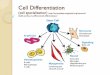Cell Differentiation - Katy ISDstaff.katyisd.org/sites/1401049/PublishingImages/Pages... · 2014-09-18 · What is Cell Differentiation? ! All of the cells within a complex multicellular