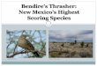 Bendire’s Thrasher: New Mexico’s Highestavianconservationpartners-nm.org/wp-content/uploads/2017/... · 2017-02-15 · Bendire’s Thrasher: Management Actions • Farm Bill funds