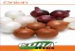 Onion - Cora Seeds · 2019-12-24 · Introduction Cora Seeds srl is an Italian seed company devoted to the genetic improvement of the main horticultural crops. The first breeding