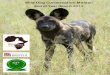 Wild Dog Conservation Malawi - Rufford Foundation Detailed Final Report.pdf · 2 Large Mammal and Spotlighting Transects 4 Complete 3 Audio Playbacks 1 Complete 4 Community Surveys