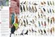 T DEL PARQUE NACIONAL DE PALENQUElow-res).pdf · Palenque. Esta área tropical protegida es el hogar de más de 440 especies de aves tropicales y migratorias, incluyendo a tucanes,