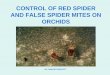 CONTROL OF RED SPIDER AND FALSE SPIDER …townsvilleorchidsociety.org.au/files/CONTROL OF RED...WHAT ARE SPIDER MITES •Mites are tiny creatures related to spiders and ticks, they