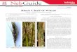 (Revised December 2012) Black Chaff of Wheatextensionpublications.unl.edu/assets/pdf/g1672.pdf · (Revised December 2012) Black Chaff of Wheat Stephen N. Wegulo, Extension Plant Pathologist