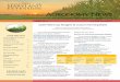 AGRONOMY NEWS - University Of Maryland · 1 AGRONOMY NEWS A research-based publication from the University of Maryland Extension Agronomy Team 2019 Field rop udgets & ustom Farming