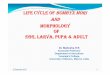 3. Life cycle and morphology of mulberry silkworm …hbmahesh.weebly.com/uploads/3/4/2/2/3422804/3.life_cycle...LIFE LIFE CYCLE OF CYCLE OF BOMBYX MORI AND MORPHOLOGY OF EGG, LARVA,