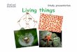 Study presentation Living things€¦ · Animal nutrition and reproduction Animals carry out nutrition and reproduction in different ways. Animals feed on other living things. They