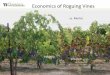 cv. Merlot - cdn.ymaws.com€¦ · cv. Merlot Healthy Infected Economics of Roguing Vines . Economic Impacts of Grapevine Leafroll Disease and Financial Benefits of Disease Control