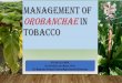 Management of orobanchae in tobacco · •Zero tillage has also been suggested as a control measure (Van Hezewijk 1994). Zero tillage can keep the seeds above the layer where attachments