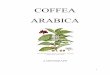 COFFEA ARABICA - Colegio Bolivar€¦ · Coffea arabica is the only species, so far analyzed, in the genus family that is self-compatible and natural polyploid ( c ells and organisms