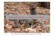 by Pasha & Yasha Ponomarenko ©2008 - La Trobe Universitytiger.latrobe.edu.au/superdarn2008/procCD/presentations/10009.pdf · Introduction to local wildlife by Pasha & Yasha Ponomarenko