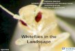 Whiteflies in the Landscape - UF IFAS Tropical REC and Rugose Spiraling... · Rugose Spiraling Whitefly •Not much known about biology •Closely related to giant whitefly, A. dugesii