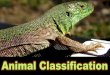 Animal Classification - Welcome to Mrs. Sill's Third Grade ... · Animal Classification . ... Examples of reptiles include snakes, lizards, alligators, and turtles. Our class pet