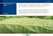 Eficiência de fungicidas para o controle - Embrapa€¦ · 2 Circular écnica 148 Eficiência de fungicidas para o controle da ferrugem-asiática da soja, Phakopsora pachyrhizi,