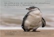Nº24, Julio 2019 La Chiricoca Identificación de juveniles ... · Figura 2. Adultos de Pingüino de Magallanes (Spheniscus magellanicus) a la izquierda, el que presenta dos ban-