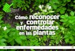 Cómo reconocer y controlar enfermedades en las plantas RECONOCER Y... · Entresacar las plantas que sobran para promover el movimiento del aire y evitar la competencia por nutrientes,
