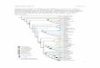 Supplementary Figure S1. Cladogram for the …...Supplementary Figure S1. Cladogram for the Poaceae. Based on the combined Bayesian phylogenetic analysis of molecular and morphological