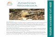 American Woodcock - Indiana · The American woodcock is a member of the shorebird family which includes the sandpiper and common snipe. Unlike its shorebird relatives, woodcock inhabit