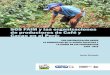 SOS FAIM y las organizaciones de productores de Café y ... · la Central Café y Cacao, y la Asociación Peruana de Productores de Cacao. Aunque el pedi-do de sistematización abarcaba