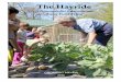 The Hayride - ASAP...The Hayride includes information about farm field trip logistics, how to connect field trips to classroom curriculum, and other resources that Growing Minds offers