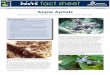 Published by Utah State University Extension and Utah ...There are several species of aphids that infest apple trees in the western United States. Green apple aphid, rosy apple aphid,