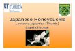 Japanese Honeysuckle - Aquatic Plantplants.ifas.ufl.edu/.../japanese_honeysuckle_PP.pdf · Japanese honeysuckle ¾Native honeysuckle Lonicera sempervirens 2. Programs to educate homeowners