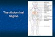 The Abdominal Region - Medical Imaging World - Homemedicalimagingworld.weebly.com/uploads/1/2/1/5/12157935/abdomi… · abdominal pain, fever, vomiting and increasing swelling over