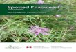 Spotted Knapweed - Ontario Invasive Plant Council€¦ · Spotted Knapweed (Centaurea stoebe) 3 Roots: The plant has a stout taproot. The stout taproot of spotted knapweed. Photo