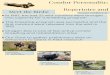 Condor Personality: Repertoire and - Reed College · Condor Personality: Repertoire and Meet the Birds! In 1987, the last 22 wild condors were brought into captivity for a breeding