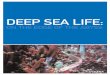 Deep Sea Life - Coral ReefDEEP SEA LIFE: ON THE EDGE OF THE ABYSS. It is the special burden of marine conserva-tionists that people can not easily see what happens underwater. The