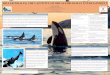 KILLER WHALES: THE CAPTIVITY OF ORCAS FOR ... Studies...Death at SeaWorld: Shamu and the Dark Side of Killer Whales in Captivity. New York: St. Martin's Press, 2012. New York: St