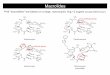 Sulfa Macrolides Tetracyclines 2013courses.washington.edu/.../561p2013_klMacrolides.pdfﬁgure by Stephen Douthwaite, University of Southern Denmark 30s 50s aminoglycosides tetracyclines