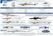 Shark Identification and Federal Regulations€¦ · Shark Identification and Federal Regulations for the Recreational Fishery of the U.S. Atlantic, Gulf of Mexico and Caribbean tooth