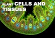 PLANT CELLS AND TISSUES - WordPress.com...2018/08/06  · 1. Describe plant tissues, their function and organization 2. Distinguish between different types of plant cells based on