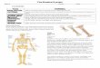 The Skeletal System - Somma Science...Your skeletal system gives shape and form to your body, but it also plays other important roles. The main functions of the skeletal system include: