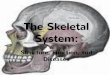 The Skeletal System - Alabama School of Fine Arts · of the Skeletal System. Arthritis. Bursitis • Inflammation of the Bursa (fluid filled sac surrounding the joint). • A bursa