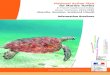 National Action Plan for Marine Turtles · zz Green Turtle (Chelonia mydas) The green turtle is found in all tropical seas. It is abundant in the southwest Indian Ocean, and is fond