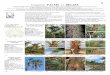 1 Common PALMS of BELIZE - Field Guides · Common PALMS of BELIZE Samuel Bridgewater (Natural History Museum, London), Nancy C. Garwood (Southern Illinois University, USA) & Steven