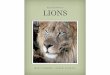 Lions Of Big Cat Rescue SMALL · pride. Lions give birth to 1-6 cubs after a gestation of 110 days. The cubs are born blind and helpless, and weigh approximately 2-4 pounds. Cub mortality