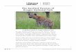 The Spotted Hyenas of Kruger National Park · The Spotted Hyenas of Kruger National Park Kruger National Park is in South Africa. Many animals live there. Elephants live there. Lions