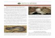 TABLE OF CONTENTS 189 IRCF REPTILES & AMPHIBIANSIRCF REPTILES & AMPHIBIANS • 19(1):79–83 • MARCH 2012 Species in the Southeastern U.S. Move Toward Protection under the Endangered