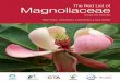 The Red List of Magnoliaceae - BGCI · The Red List of Magnoliaceae AcknOWLEDGEMEnTS To achieve a complete evaluation of conservation assessments for Magnoliaceae, a wide range of