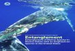 Entanglement of Marine Species in Marine Debris with an …marinedebris.noaa.gov/sites/default/files/publications... · 2015-07-01 · the entanglement of marine species in the United