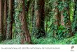 PLANO NACIONAL DE GESTÃO INTEGRADA DE FOGOS RURAIS · Conhecimento Governança ... Criar incentivos à conservação dos recursos florestais ... Projeção dos valores da ANEPC baseados