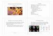 Meiosis and Sexual Reproduction Outline Reduction in ... · Mader: Biology 8 th Ed. Meiosis and Sexual Reproduction Chapter 10 1 Mader: Biology 8 Ed. Outline • Reduction in Chromosome