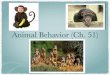 Animal Behavior Presentation - AP BIOLOGY WITH MRS. HAAS · Animals modify behavior to keep ratio of energy intake to energy expenditure high Ex. chipmunks. Review: Optimal Foraging