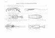 CRUSTACEA: KEY TO SOME M.AJOR ORDERS Chester J ... · .,8 . 7. Body not completely enlosed in a bivalve shell (Fig. 7 . A) . .•.••••.••.•.•.•.....••.•••.•...•••